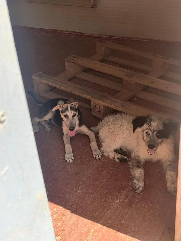 🌸🐾Pierino splendido cucciolo cerca famiglia 🌸🐾🏠💕 Foto 6
